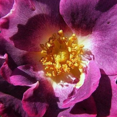 Rosa Princess Sibilla de Luxembourg™ - rosa de fragancia discreta - Árbol de Rosas Floribunda - rosal de pie alto - púrpura - Pierre Orard- froma de corona llorona - Rosal de árbol con multitud de flores que se abren en grupos no muy densos.